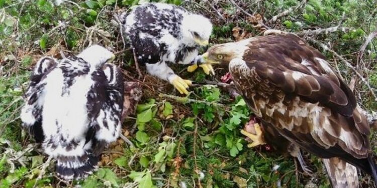 Kongeørn med to unger, Hals Nørreskov, 31. maj 2024. Foto fra redekamera: Jan Tøttrup Nielsen og Hans Christophersen.