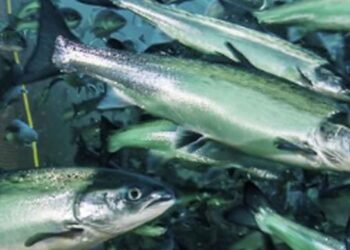 Foto: Erling Svensen/Hi.no.