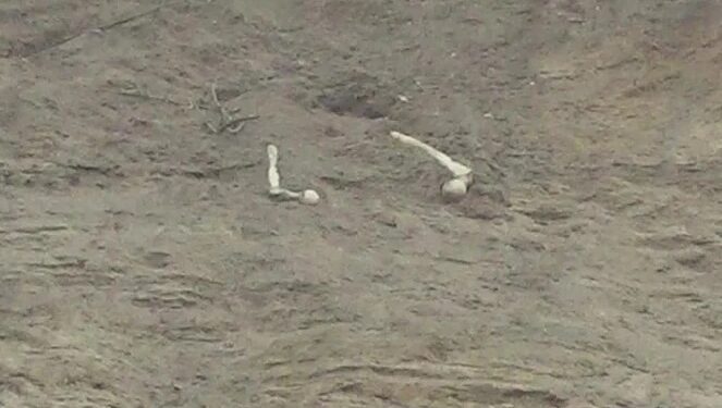 Skeletter på stranden ved Lønstrup. Foto: TV2 Nord.