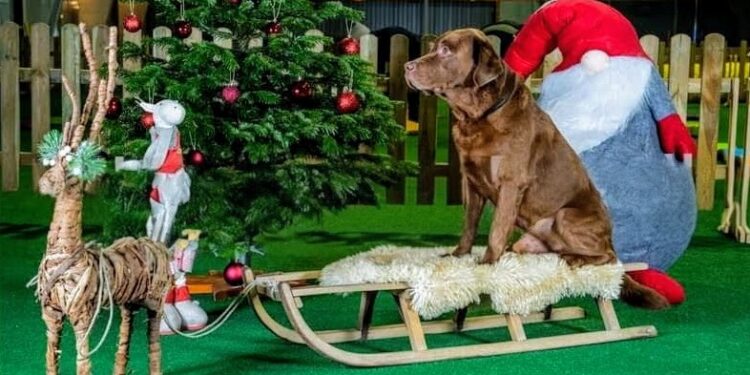 Arkivfoto fra julefotograferingen 2022.