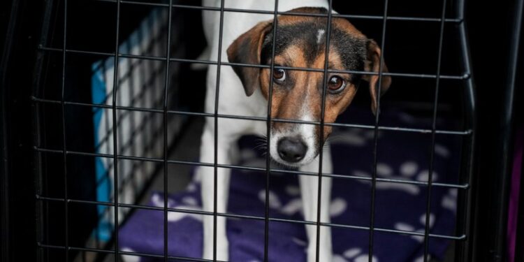 Hund DB 1 800x533