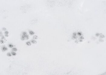Hundes bløde trædepuder er ikke lavet til at gå på groft vejsalt, og derfor er det vigtigt at passe ekstra godt på poterne, når vejene saltes. Foto: Dyrenes Beskyttelse.