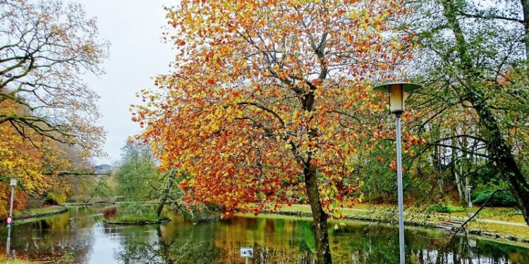Svanelunden i november 2024. Foto: Jørgen Johansen.