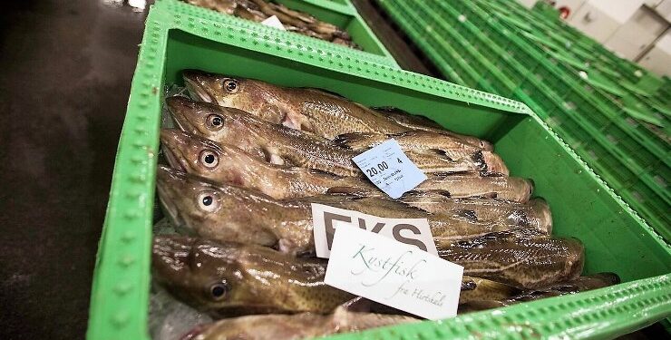 Torsk på Hirtshals Fiskeauktion. Foto: Arkiv.