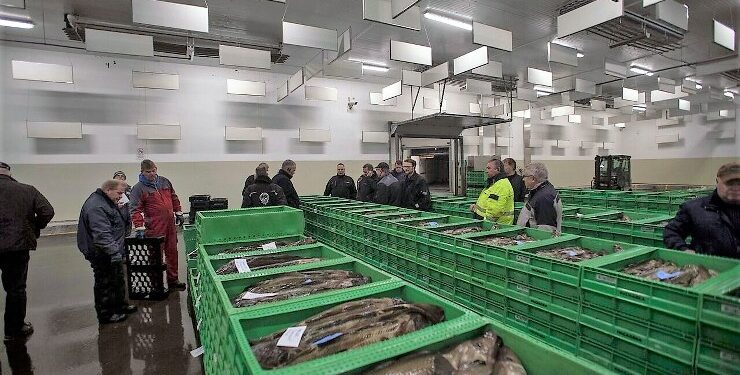 Torsk på fiskeauktion. Foto: Arkiv.