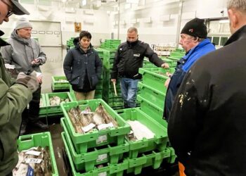 Auktionsmester Finn Møller blandt købere på Hirtshals Fiskeauktion. Foto: Niels Chr. Jakobsen.