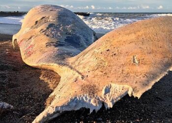 Hvalen nord for Løkken. Foto: Outnature.