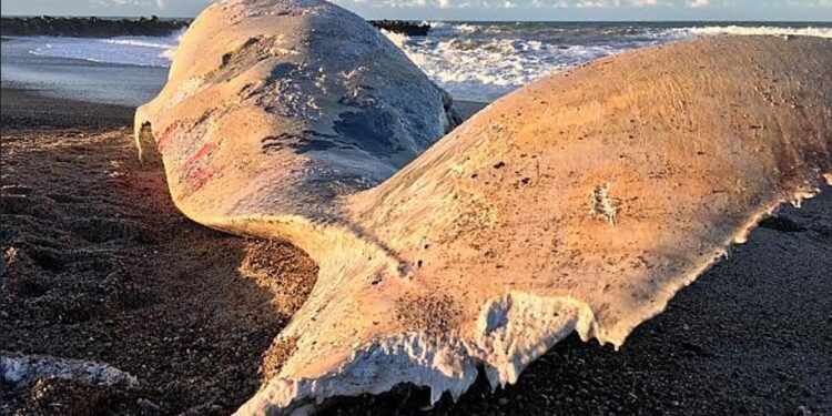 Hvalen nord for Løkken. Foto: Outnature.