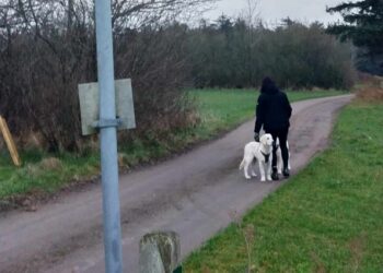 Naboen, Vibeke Jørgensen, bruger dagligt vejen, når hun går med sine hunde. Foto: Privat.