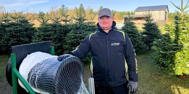 Juletræssælger Jesper Tøttrup på Mellemgård. Foto: Jenifer Daniela Laursen / TV2 Nord.