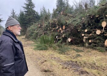 Her ses tidligere erhvervschef Jørn Munk Nielsen ved fældede træer i Tornby Klitplantage. Foto: Arkiv.