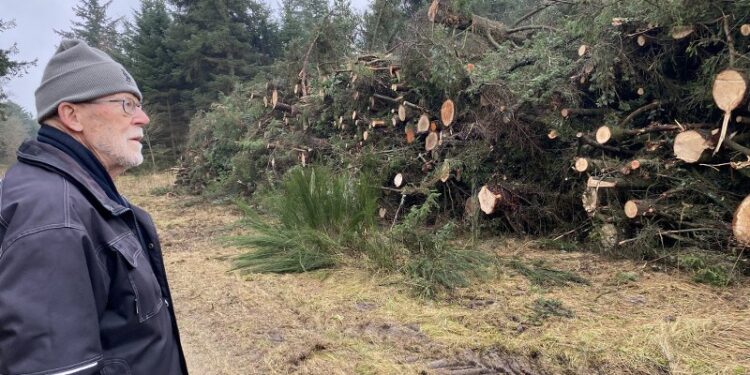 Her ses tidligere erhvervschef Jørn Munk Nielsen ved fældede træer i Tornby Klitplantage. Foto: Arkiv.