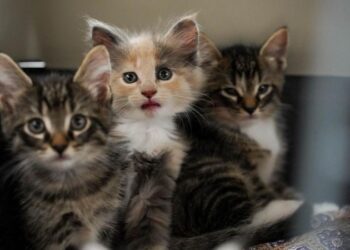 Foto: Dyrenes Beskyttelse.