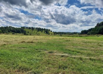 Karakteristisk område med lavbundsjord. Foto: Agilix.