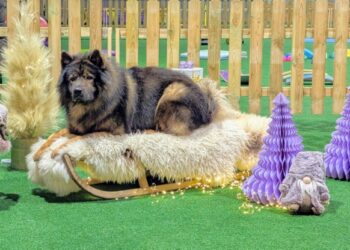 Billederne fra julefotograferingen kan ses og købes via Paradis Hundetrænings Center Facebookside.