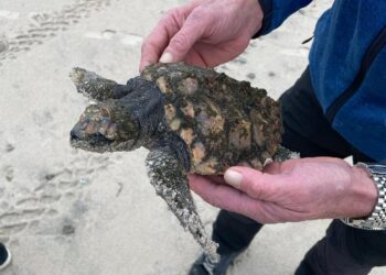 Strandet havskildpadde. Foto: Nordsøen Oceanarium.