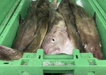 Flotte torsk på fiskeauktion. Foto: Fiskeri Tidende.