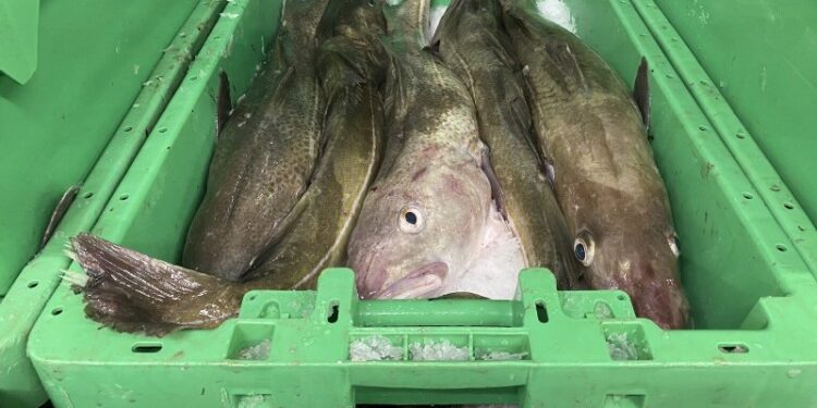 Flotte torsk på fiskeauktion. Foto: Fiskeri Tidende.