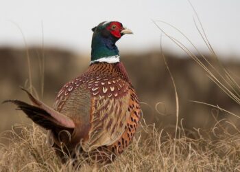 Antallet af fasaner svarer til omtrent det dobbelte af ynglebestanden af sanglærke, åpeger Danmarks Naturfredningsforening. Foto: Pixabay.