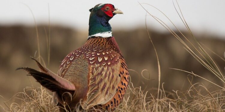 Antallet af fasaner svarer til omtrent det dobbelte af ynglebestanden af sanglærke, åpeger Danmarks Naturfredningsforening. Foto: Pixabay.