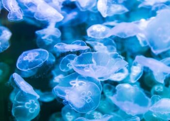 Foto: Nordsøen Oceanarium.