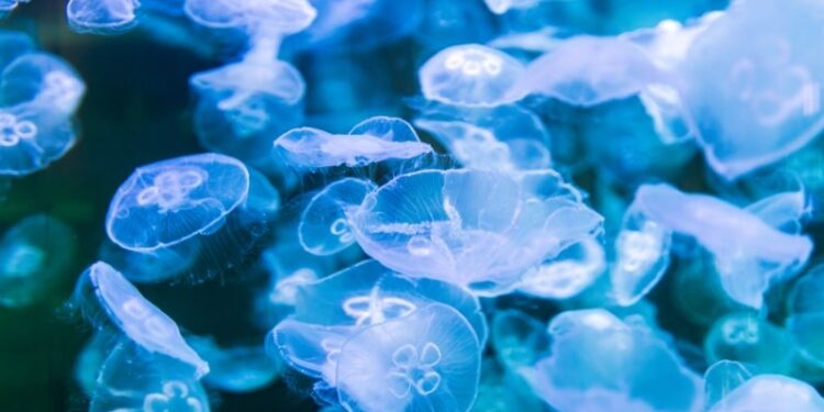 Foto: Nordsøen Oceanarium.