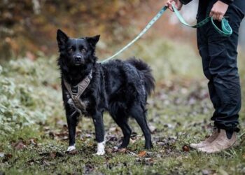 Én dyregruppe stikker dog ud i statistikken. I 2024 fandt dyreinternaterne nye hjem til knap 100 færre hunde end i 2023. Det kan først og fremmest være et tegn på, at markedet for hunde er mættet. Foto: Cathrine Cocks.