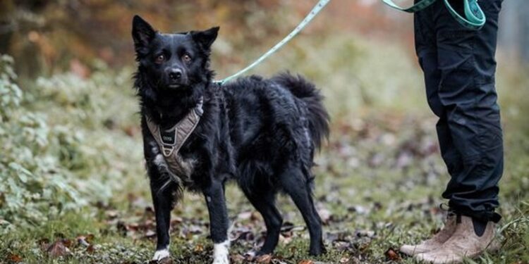 Én dyregruppe stikker dog ud i statistikken. I 2024 fandt dyreinternaterne nye hjem til knap 100 færre hunde end i 2023. Det kan først og fremmest være et tegn på, at markedet for hunde er mættet. Foto: Cathrine Cocks.