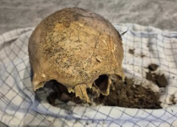 Et af kranierne fra Emmersbækparken. Foto: Privat.