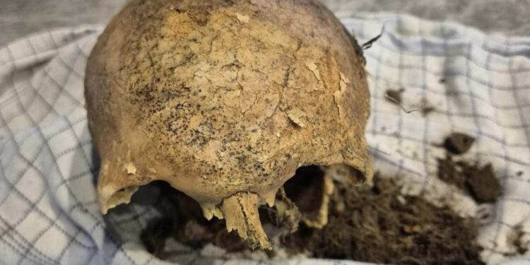 Et af kranierne fra Emmersbækparken. Foto: Privat.