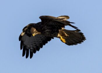 Foto: Frank Abildgaard Sørensen.