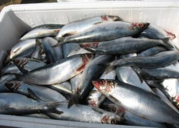 Den næringsrige og klimavenlige sild: Foto: Fiskeri Tidende.