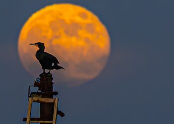 Skarv ved fuldmåne på Hirtshals Havn. Foto: Arturs Pirazkov.