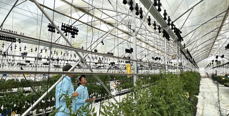 Temperaturerne i de 51 væksthuse i Thailand overvåges af ThermITs smarte system. Privatfoto