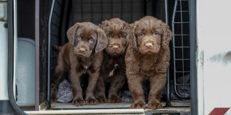 Dyrenes Beskyttelses internater tager løbende imod hunde i sager om hvalpefabrikker og andre former for ulovligt salg af hunde. Alene i 2024 modtog organisationens vagtcentral 170 henvendelser fra personer, som enten havde købt en syg hvalp, eller set mistænkelige salgsannoncer. Foto: Cathrine Cocks.