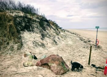 Loui har færten af noget i Tversted...Foto: Palle W. Nielsen