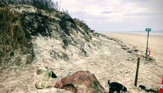 Loui har færten af noget i Tversted...Foto: Palle W. Nielsen