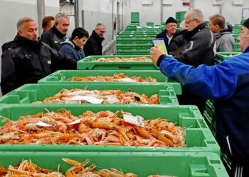 Hirtshals Fiskeauktion. Foto: Terje Engø.