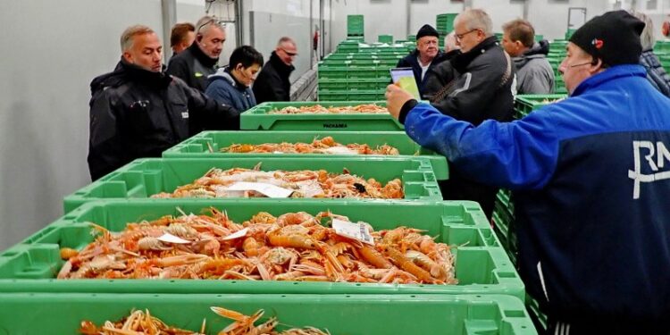 Hirtshals Fiskeauktion. Foto: Terje Engø.