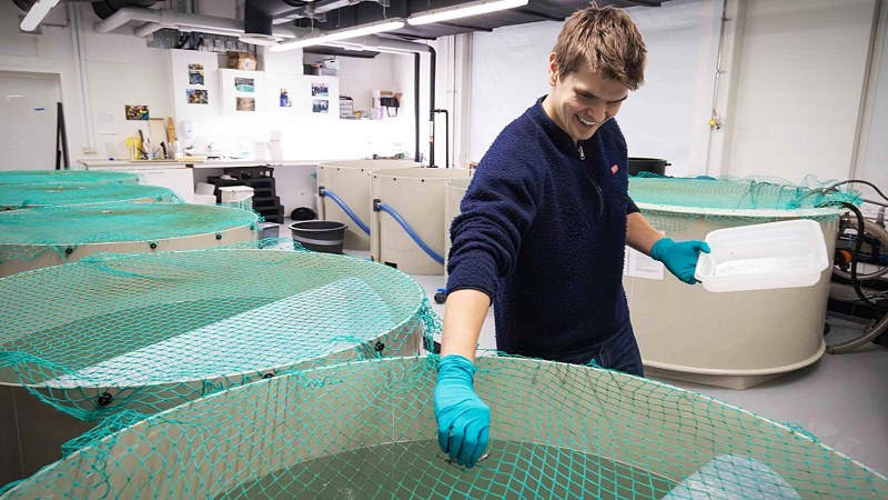 Blot et lille fald i vandets iltindhold påvirker fisk som torsk negativt 2