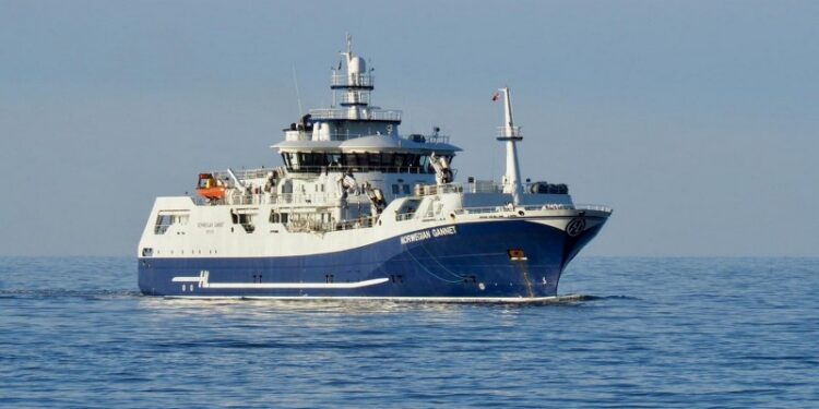 Slagtebåden Norwegian Gannet sejlede laks til Hirtshals Havn. Foto (arkiv): Dan Sejberg.