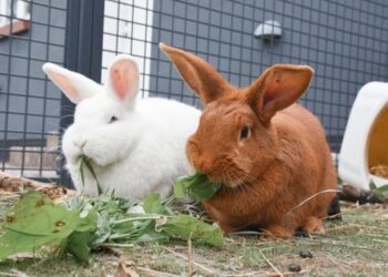 Manglende plads på Dyrenes Beskyttelses internater betyder, at internaterne ikke kan hjælpe alle de dyr, der har brug for det. Foto: Cathrine Cocks/Dyrenes Beskyttelse.
