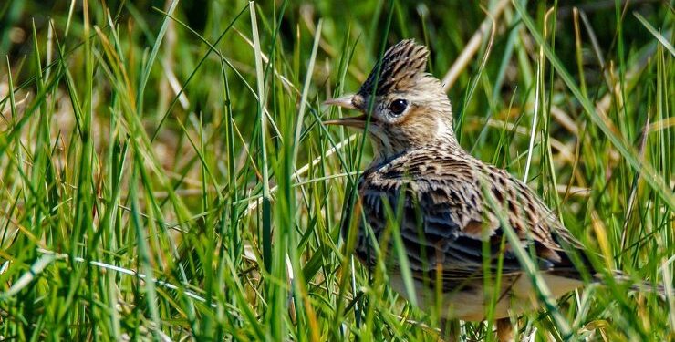 Normalt ses og høres den syngende højt over marken, men her er den i det høje græs. Foto: Elling.