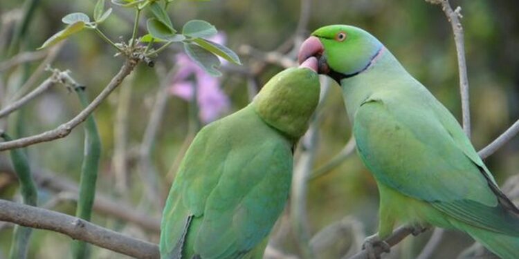 Mange papegøjer danner livslange par. De er sociale dyr, der lærer af hinanden, samarbejder og opfostrer unger i fællesskab. Foto: Rushil Venkateswar/Unsplash.