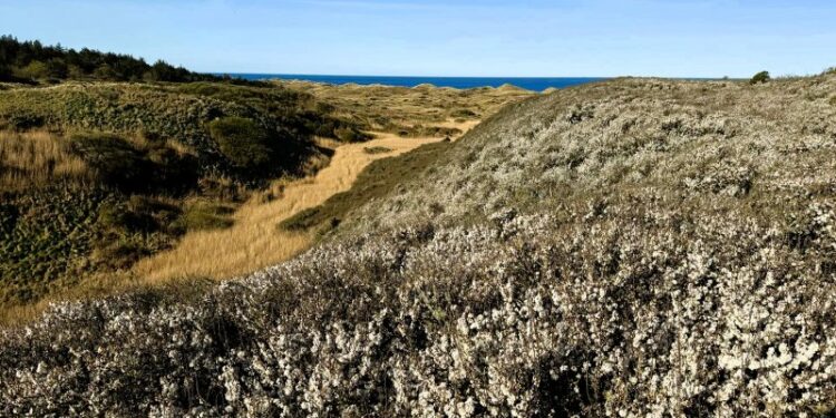 Fra slåenkrattet er der en pragtfuld udsigt ud over Skagerrak. Foto: Niels Skipper.