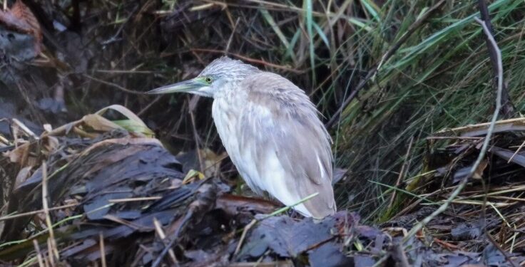 Tophejre set i november 2023 ved Nygårds Mølle nær Dvergetved i Hjørring Kommune. Foto: Hans Henrik Larsen.