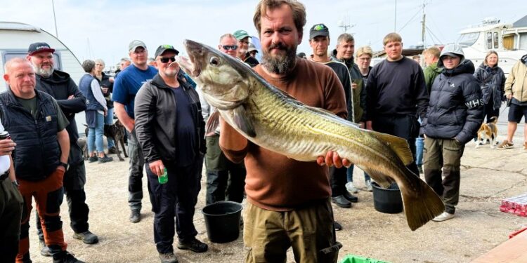 Torsken her blev vejet til 11 kg. og målt til lidt over 1 meter. Den tiltrak sig da også berettiget opsigt. Foto: Niels Skipper.