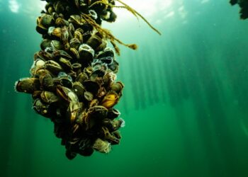 Foto: Lars Hestbæk.