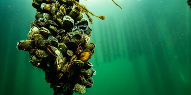 Foto: Lars Hestbæk.