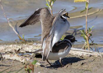 Foto: Frank Abildgaard Sørensen.